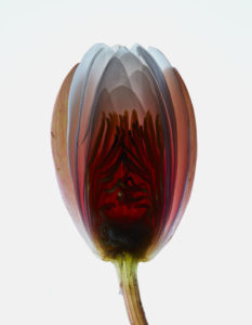 Fleurs Hermetica : Lotus