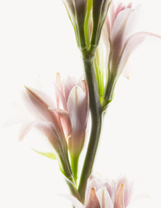 Fleurs Hermetica : Tubéreuse