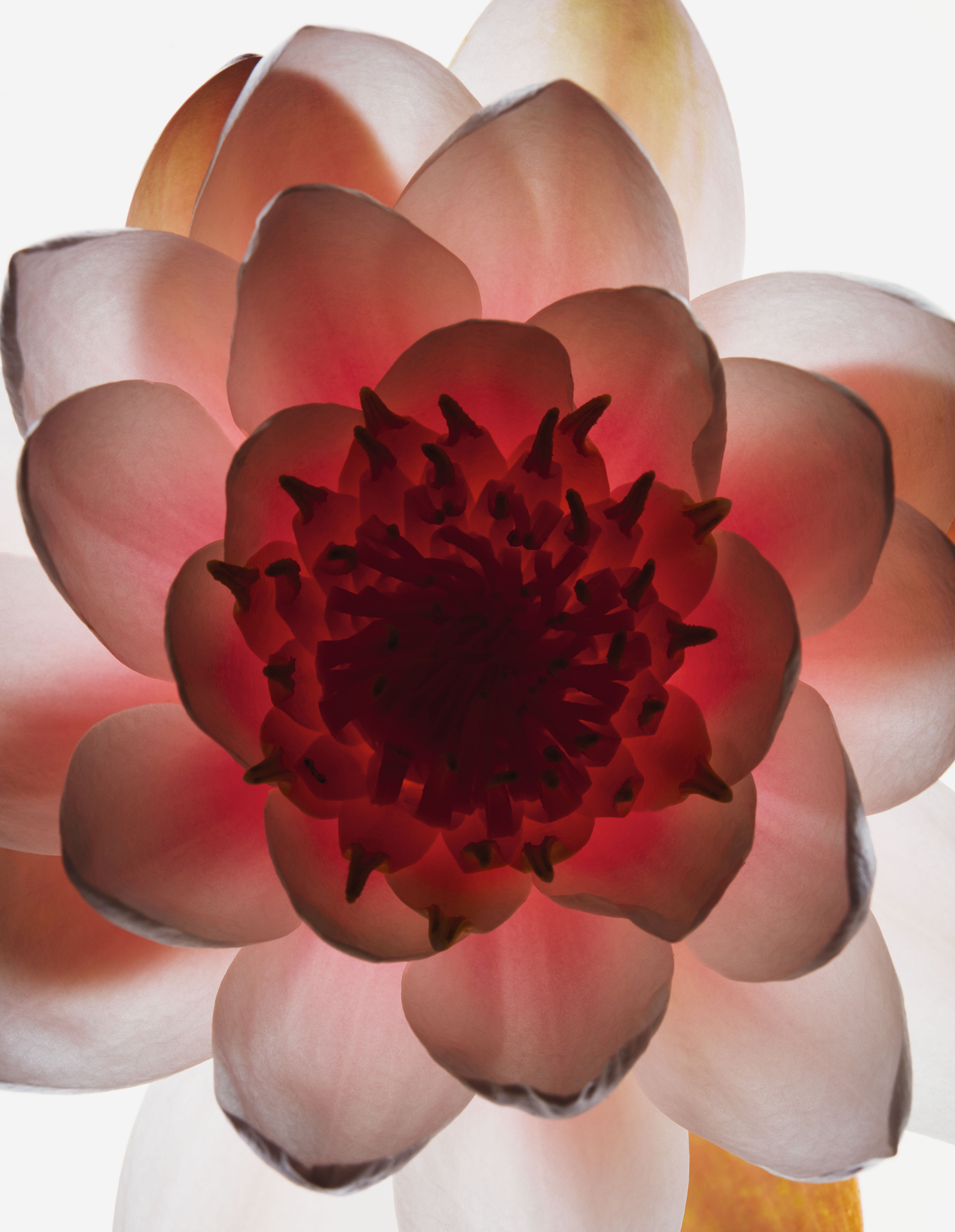 Fleurs Hermetica : Lotus